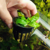 Potted Anubias Nana Gold