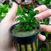 Lava Rock Anubias Nana Petite