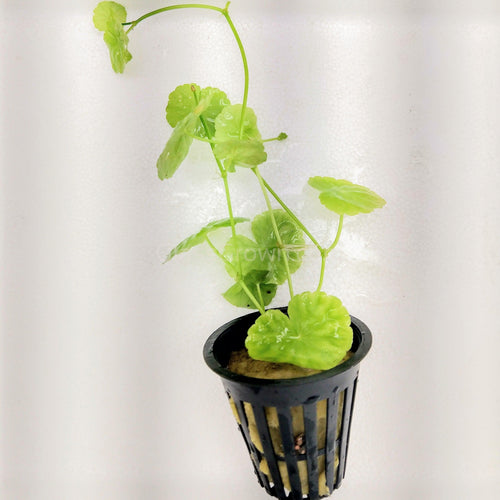 Bunch Brazilian Pennywort