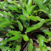Potted Cryptocoryne Wendtii