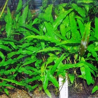 Potted Cryptocoryne Wendtii