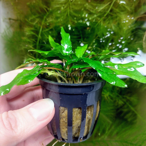 Potted Cryptocoryne Wendtii