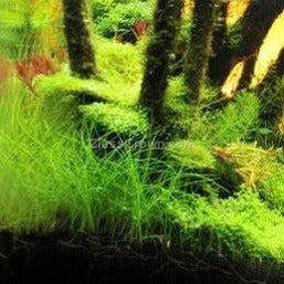 Potted Dwarf Hairgrass Clump