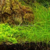 Potted Dwarf Hairgrass Clump