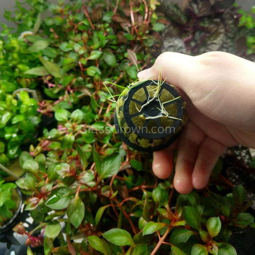 Potted Dwarf Hairgrass Clump