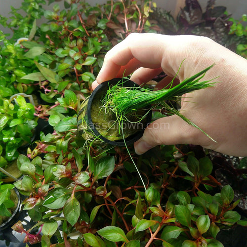 Potted Dwarf Hairgrass Clump