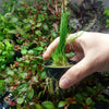 Potted Dwarf Hairgrass Clump