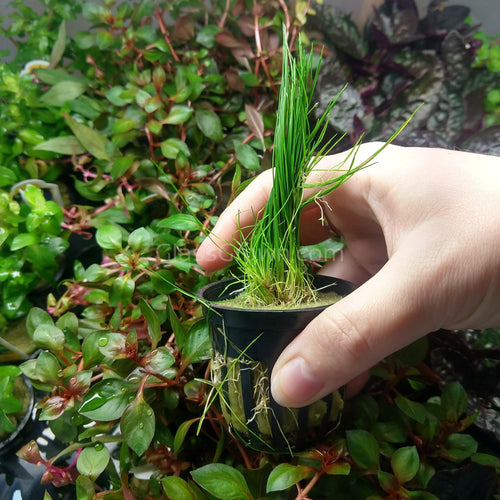 Potted Dwarf Hairgrass Clump