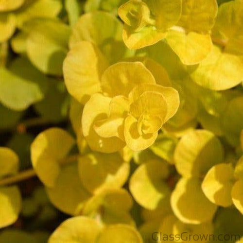 Potted Golden lloydiella Golden Jenny