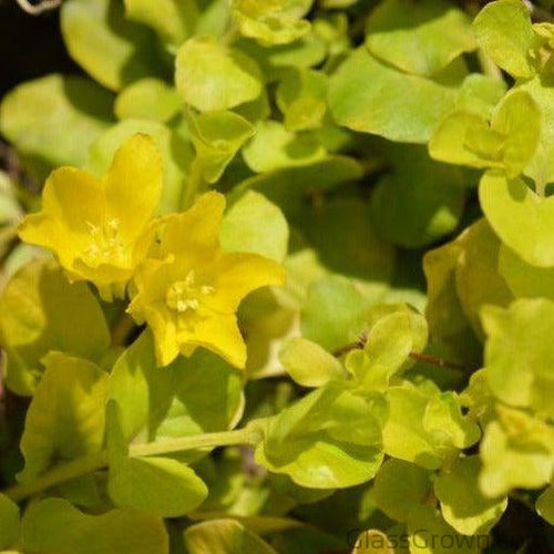 Potted Golden lloydiella Golden Jenny