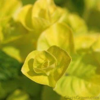 Potted Golden lloydiella Golden Jenny