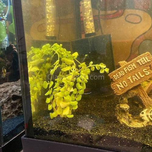 Potted Golden lloydiella Golden Jenny