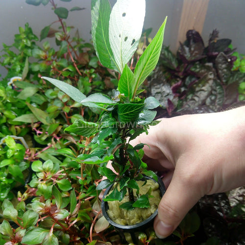 Potted Hygro corymbosa Compacta