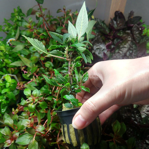 Potted Hygro corymbosa Compacta