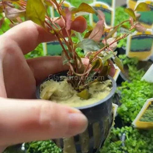 Bunch Ludwigia Natans Super Red Mini