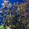 Potted Rotala Red