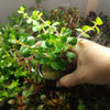 Potted Rotala Red