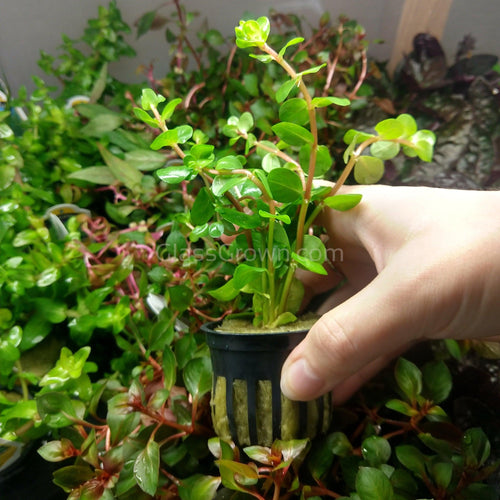 Potted Rotala Red