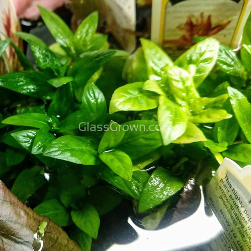 Potted Staurogyne Repens