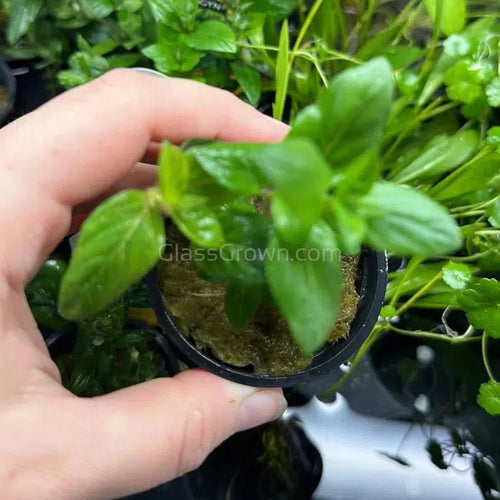 Potted Staurogyne Repens