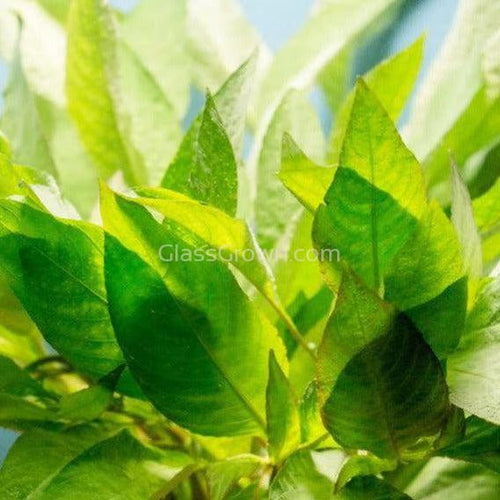 Potted Temple Plant (Hygrophila Corymbosa)