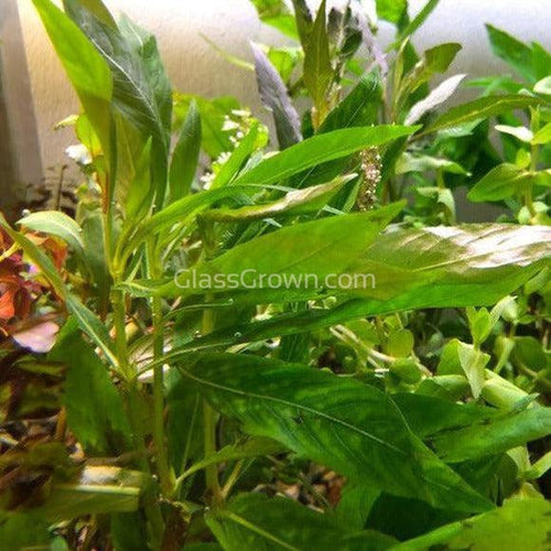 Potted Temple Plant (Hygrophila Corymbosa)