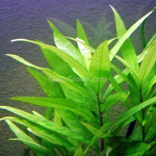 Potted Temple Plant (Hygrophila Corymbosa)