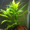 Potted Temple Plant (Hygrophila Corymbosa)