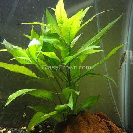 Potted Temple Plant (Hygrophila Corymbosa)