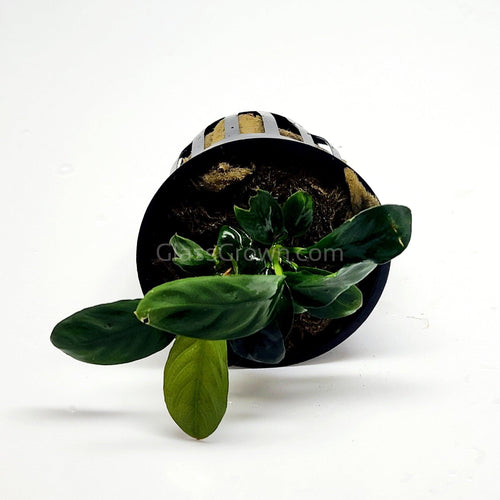 Anubias Coffeefolia
