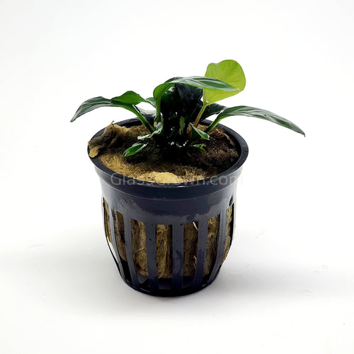 Anubias Coffeefolia