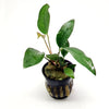 Anubias Frazeri
