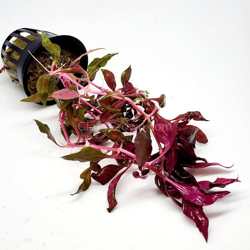 Potted Scarlet Temple