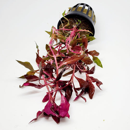 Potted Scarlet Temple