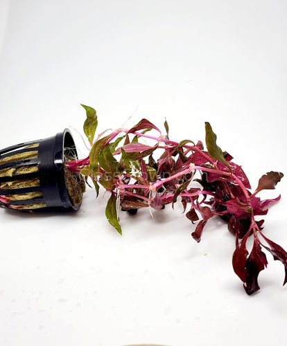 Potted Scarlet Temple