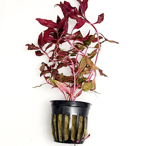 Potted Scarlet Temple