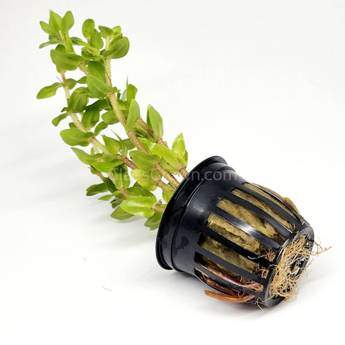 Potted Lemon Bacopa Caroliniana