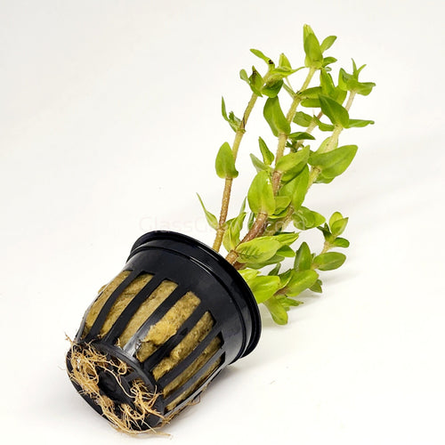 Potted Lemon Bacopa Caroliniana