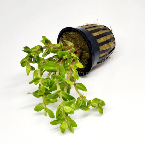 Potted Lemon Bacopa Caroliniana