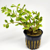 Potted Lemon Bacopa Caroliniana