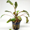 Cryptocoryne Wendtii
