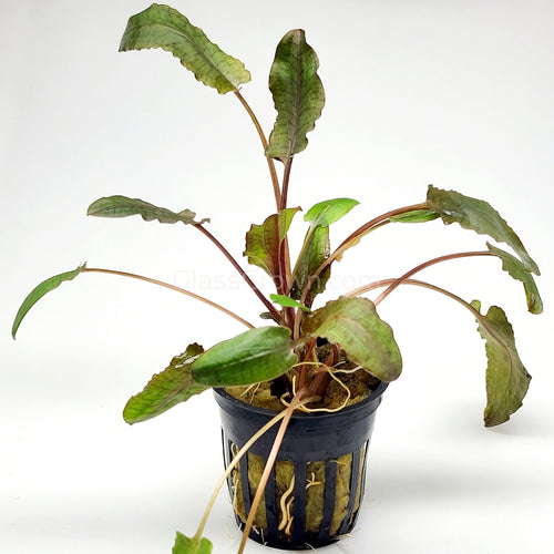 Cryptocoryne Wendtii