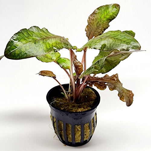 Cryptocoryne Wendtii