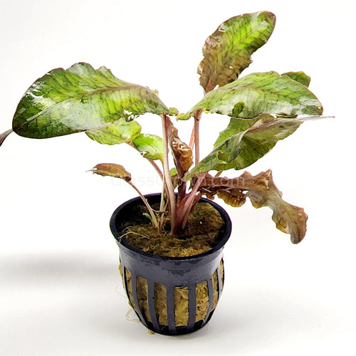 Potted Cryptocoryne Wendtii