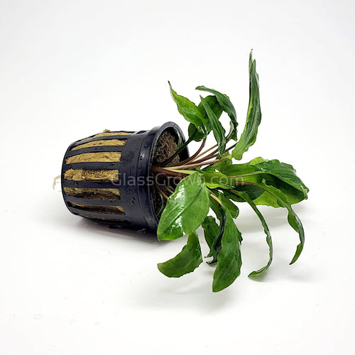 Potted Cryptocoryne Wendtii