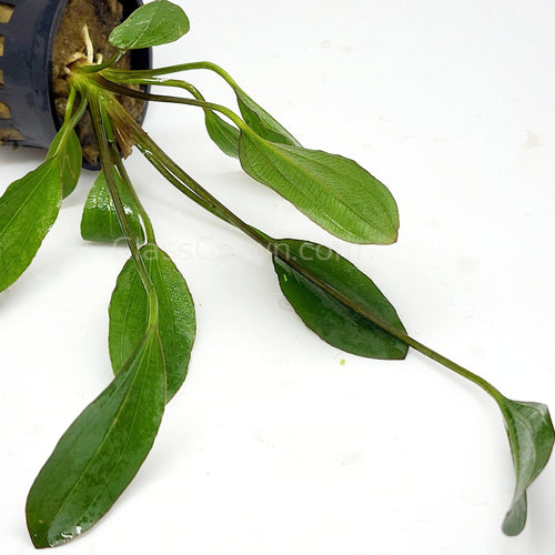 Potted Red Melon Sword