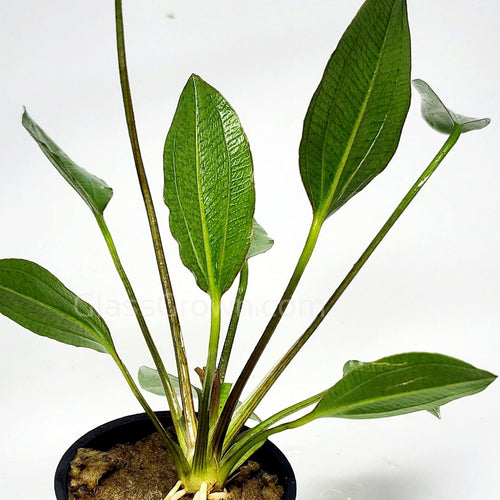 Potted Red Melon Sword