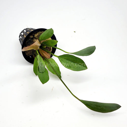 Potted Red Speckled Ozelot Sword