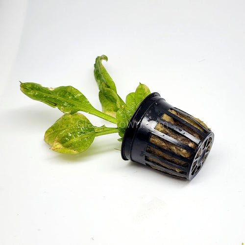 Potted Rosette Sword