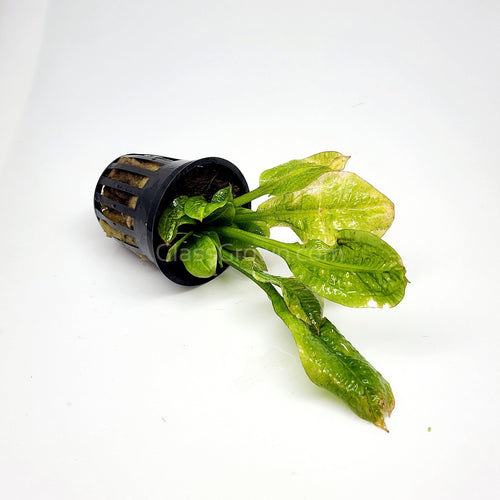 Potted Rosette Sword